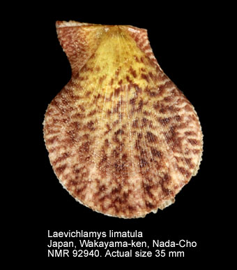 Laevichlamys limatula.jpg - Laevichlamys limatula (Reeve,1853)